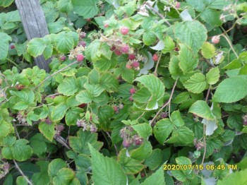 Давайте поговорим о клубнике? - SDC13188.JPG