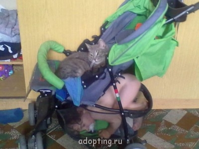 Веселые картинки - уоляска.jpg