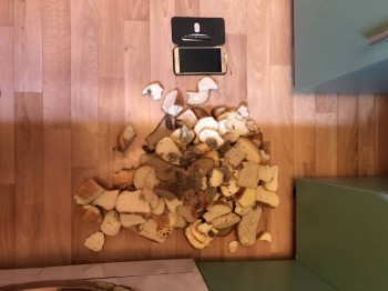 Вот такую кучу сегодня выгребли. Вчера поменьше