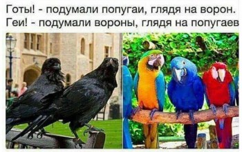 Улыбнитесь  - вороны-попугаи.jpg