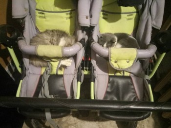 Зверье мое - P90312-205939.jpg