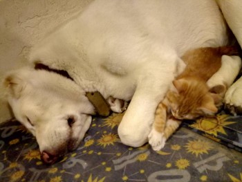 Зверье мое - IMG-60bdf13f236a5a915db0c791dba583c2-V.jpg