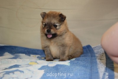 Зверье мое - IMG_8664.JPG