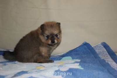 Зверье мое - IMG_8668.JPG