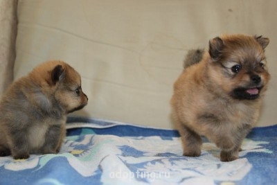 Зверье мое - IMG_8681.JPG