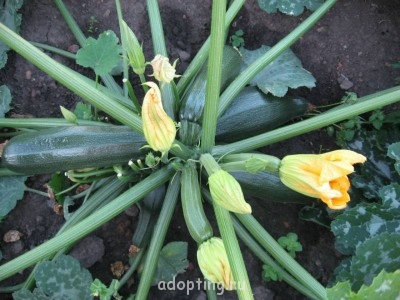 Огородный сезон - qDEVooup3hs.jpg